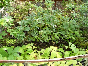 plants d'une des productions de chenes blancs